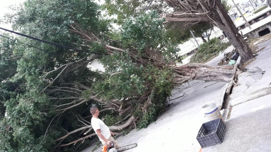 4 árboles caídos y 4 colonias sin luz, dejo el norte este lunes 