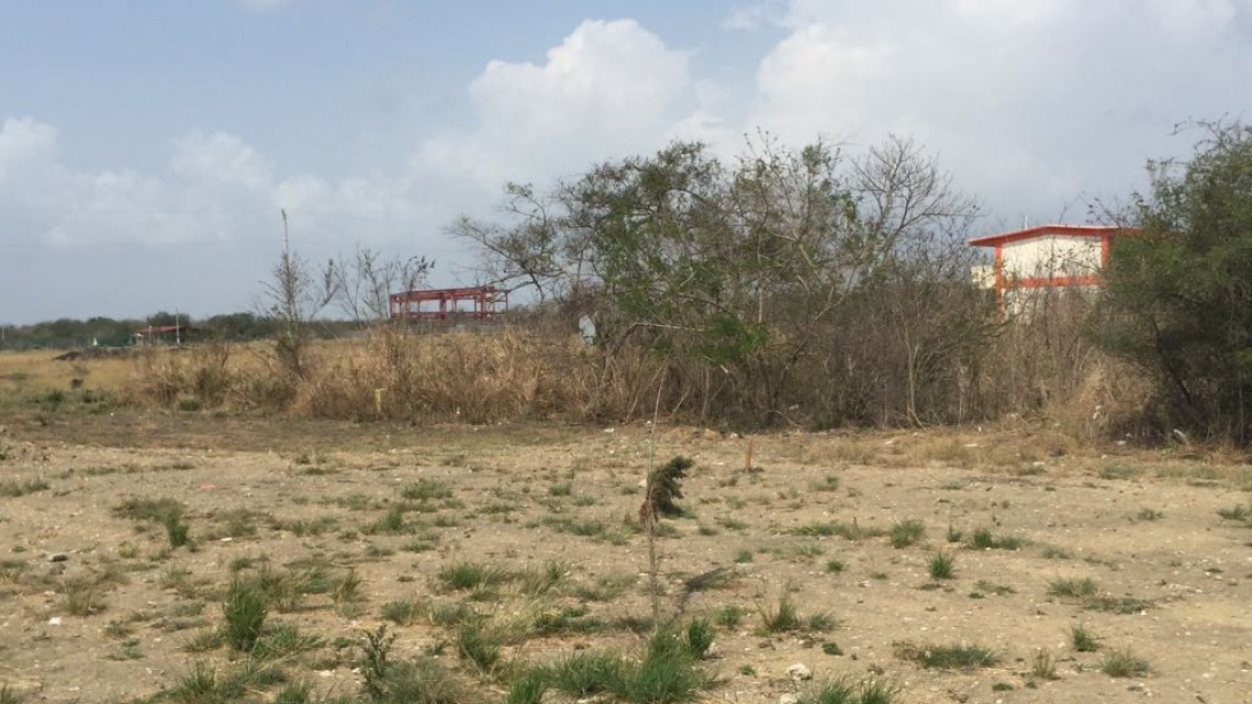 Existen variedad de felinos salvajes en Altamira