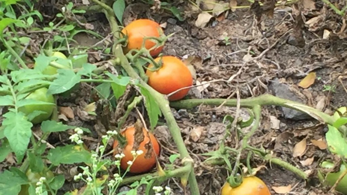 Lluvias generan esperanza en el campo agrícola y ganadero en el sur
