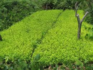 FARC aumenta producción de coca durante tregua