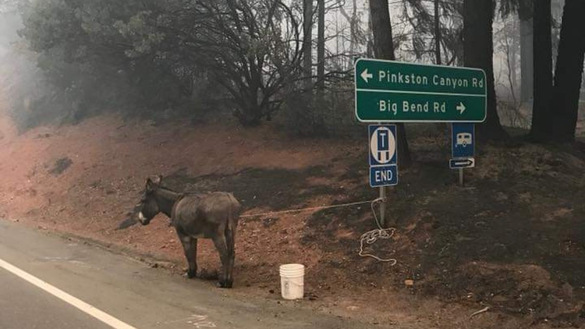 Las otras víctimas de los incendios en California