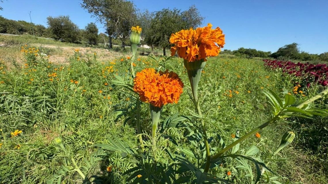 Don Martín: guardián del cempasúchil en Nuevo Laredo