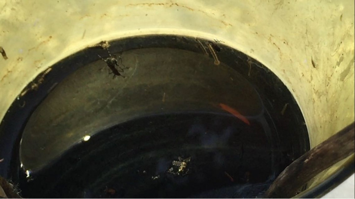 Buscan evitar propagación de enfermedades como dengue, zika y chikungunya