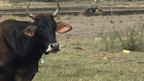 En crisis el campo por falta de lluvias