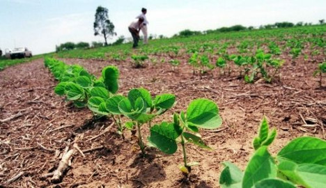 Invitan a productores a sembrar soya