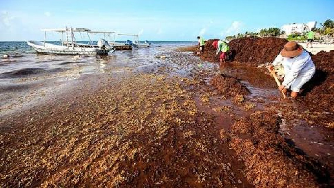 Se preparan playas de Tamaulipas ante llegada de sargazo