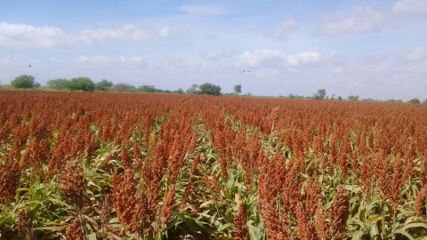 Campos listos para siembras