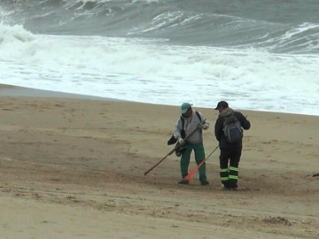 Investigan muerte de 80 lobos marinos en Uruguay