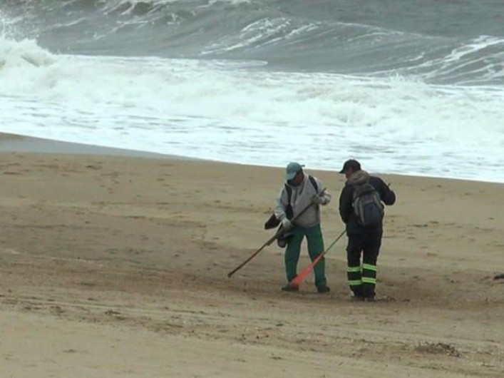 Investigan muerte de 80 lobos marinos en Uruguay