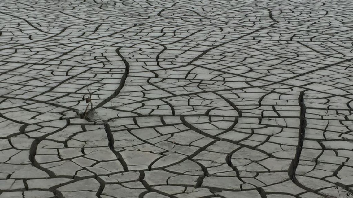 Sector agrícola y ganadero preocupados por falta de lluvias