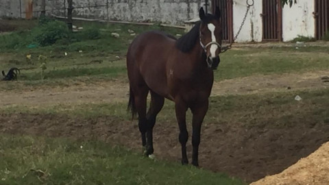 La COEPRIS revisa carnicerías en busca que se cumplan las normas sanitarias