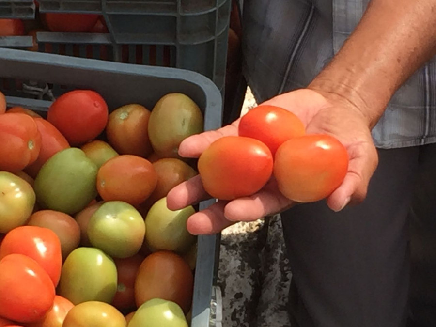Productores de tomate recienten las trabas de EU para exportar el producto