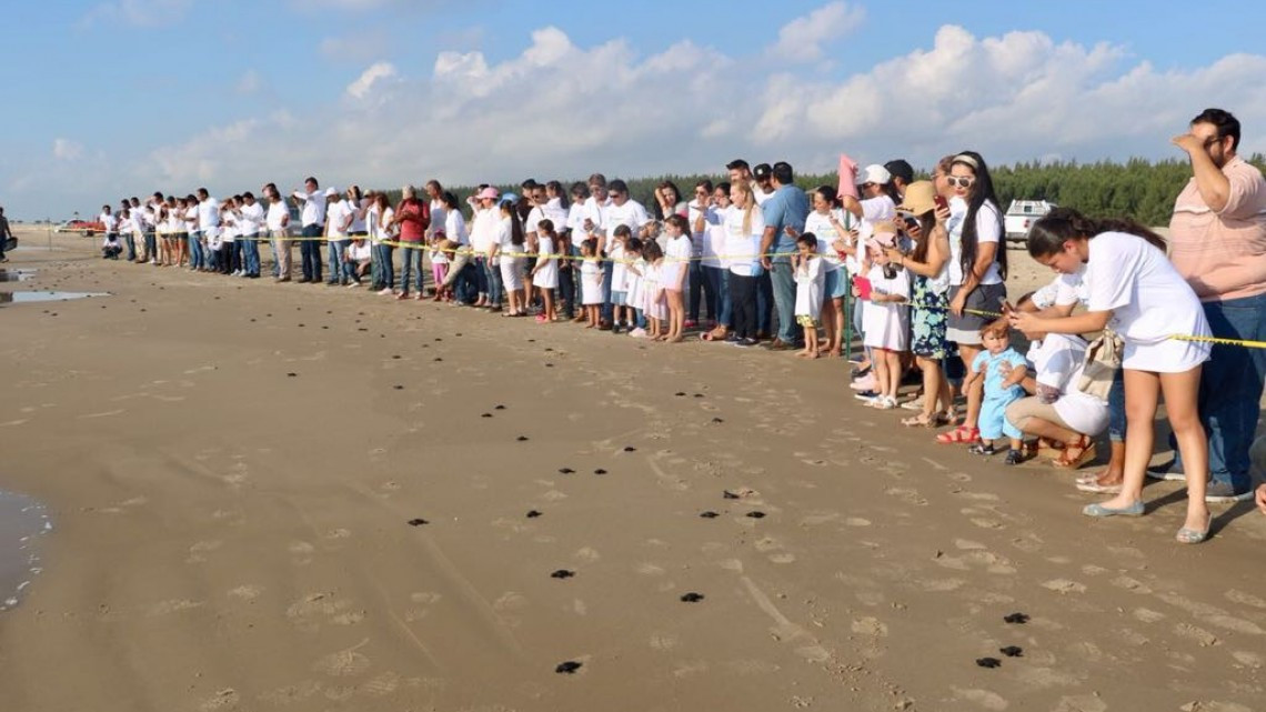 Se refuerza el cuidado a la tortuga Lora, liberando crías de esta especie