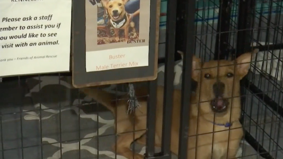 Recaudan fondos para un refugio de animales 