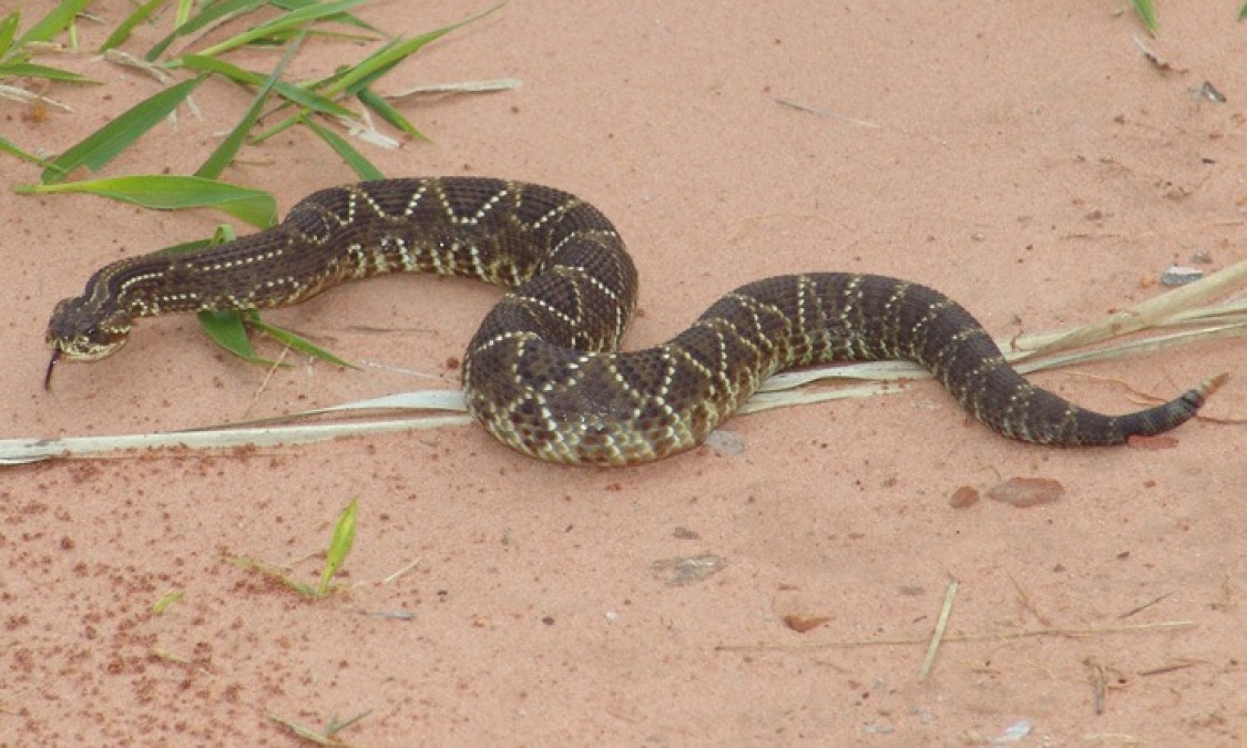 Se presentan ataques de abejas y mordeduras de serpientes en la ciudad
