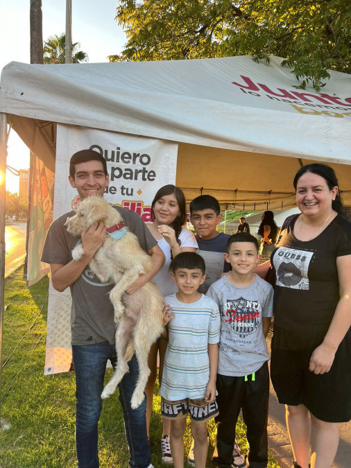 Invitan a la ciudadanía a la feria de adopción canina y felina frente a la catedral