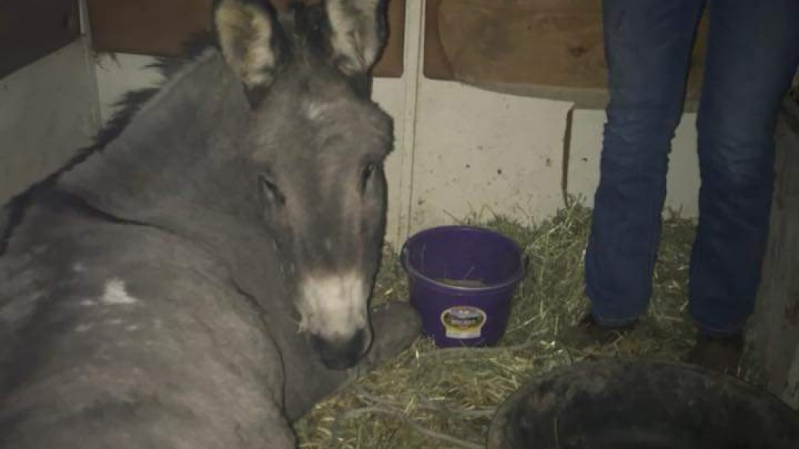 Las otras víctimas de los incendios en California