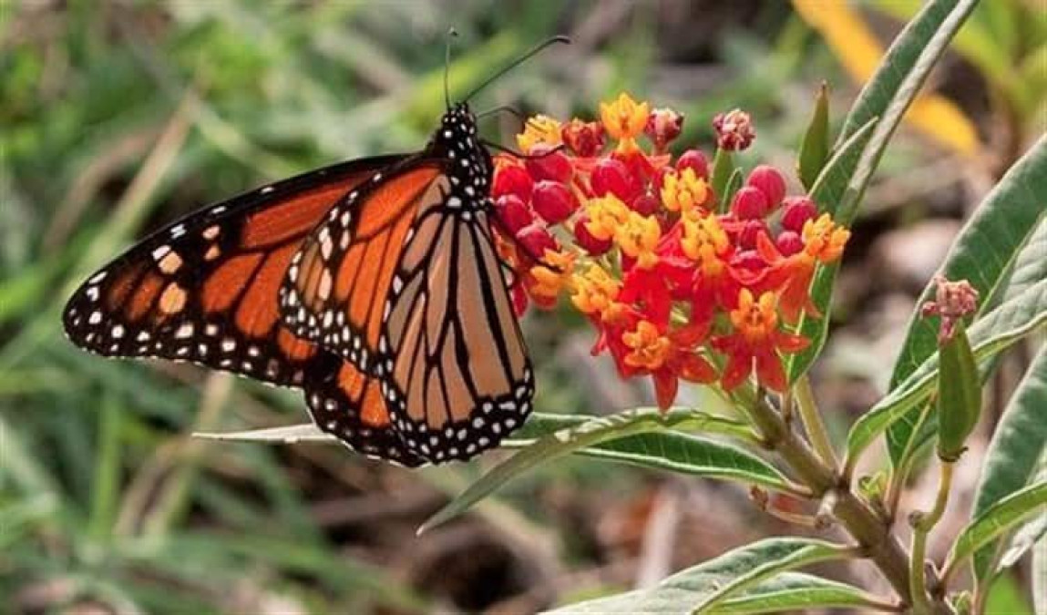 Centro Nacional de Mariposas de Texas presenta dificultades financieras 