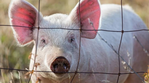 Estados Unidos confirma el primer caso de gripe aviar H5N1 en cerdos