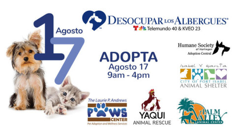 Invitan a adoptar un perrito a bajo costo