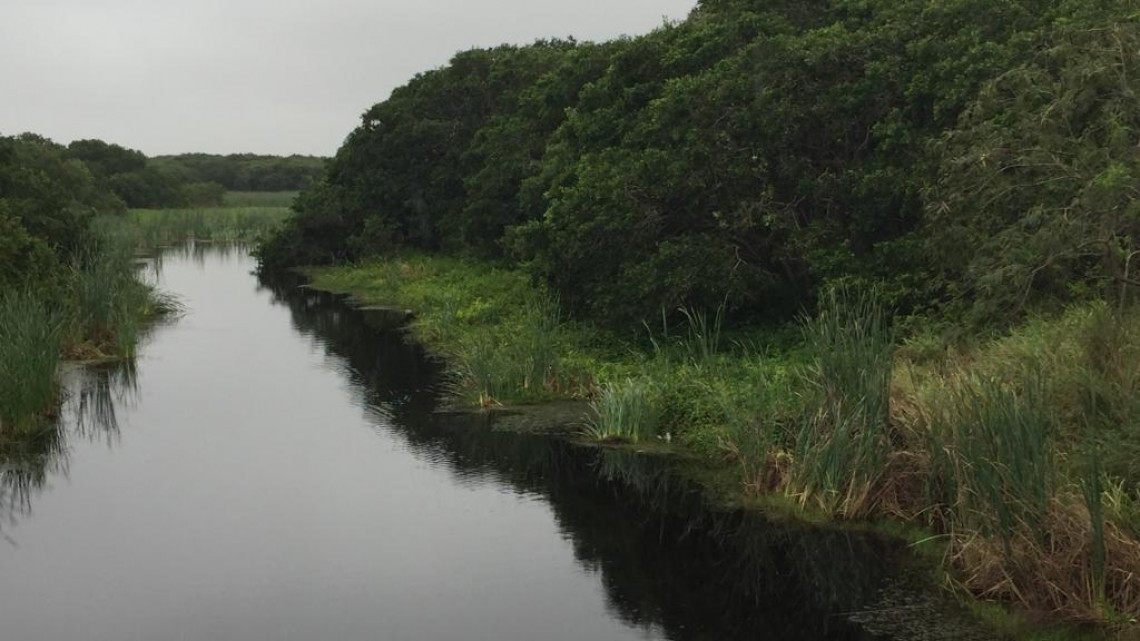 Tala inmoderada amenaza el mangle en Altamira