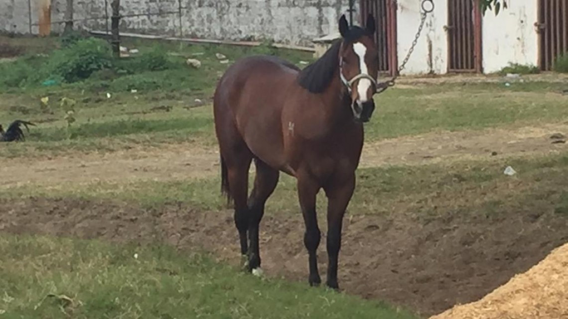 Denuncian robo de caballos en la zona sur