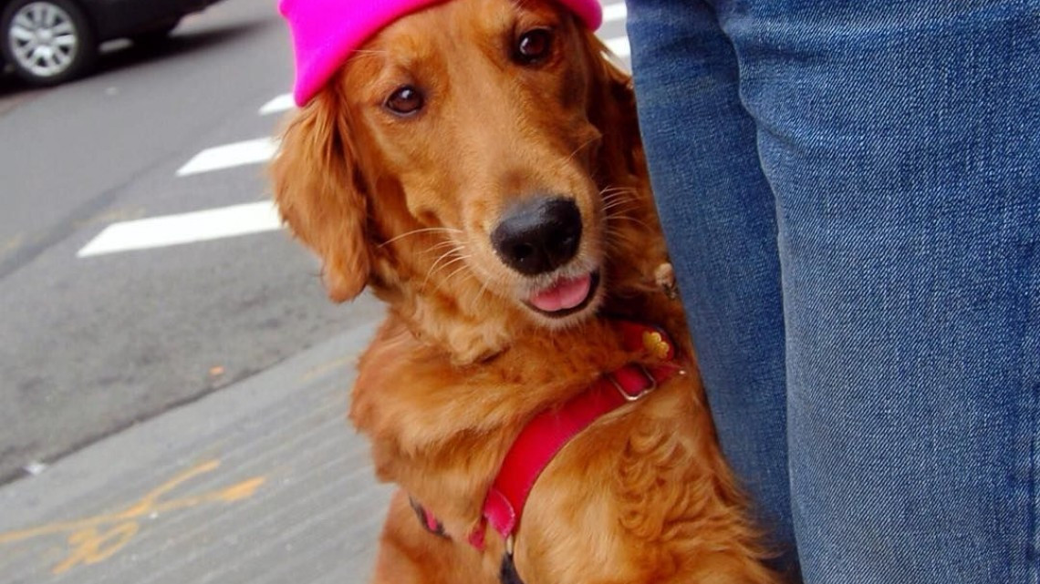 Perrita regala abrazos y se roba corazon de las personas 