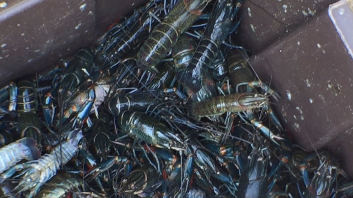 Se desploma la pesca en lagunas de Altamira, por invasión de plagas marinas