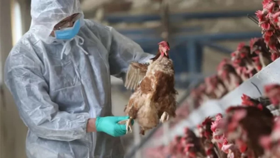 Autoridades de EU confirman primer deceso humano por H5N5