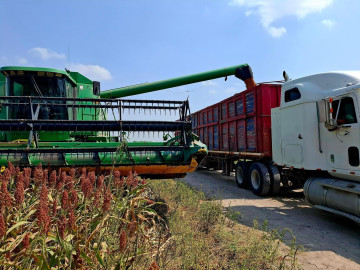 Agricultores esperan que se anuncie esta semana la compensación al precio del sorgo