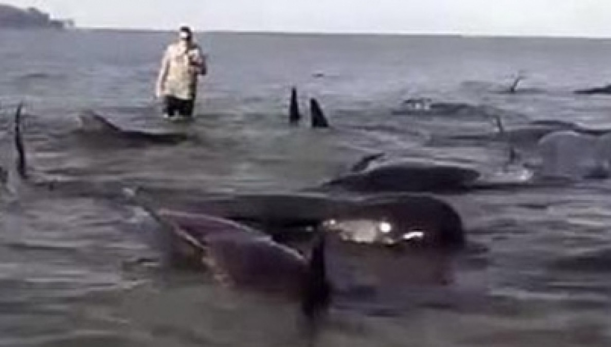 Mueren en costas de Nueva Zelanda Cientos de ballenas piloto