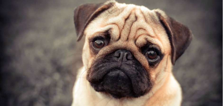 Perro pug da positivo a coronavirus, van 4 animales en el mundo