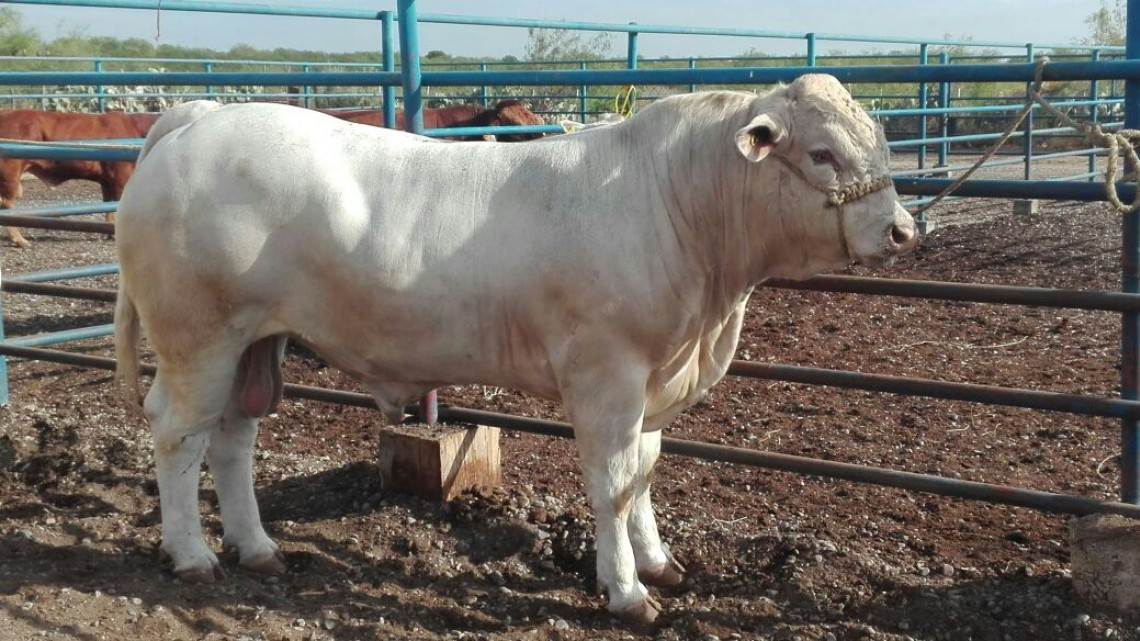 Apoya Gobierno tamaulipeco a ganaderos 