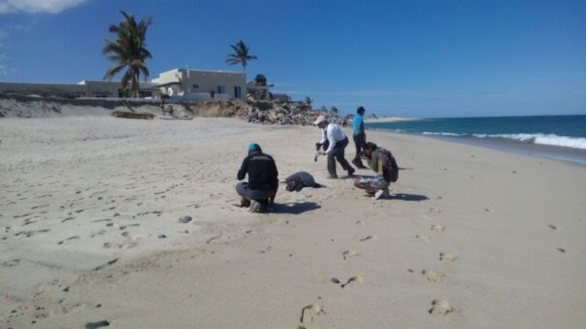 Atiende Profepa varamiento de tortugas marinas muertas por marea roja en BCS