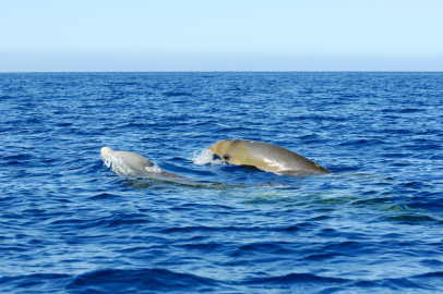 Hoy se celebra el "Día Mundial de los Océanos"