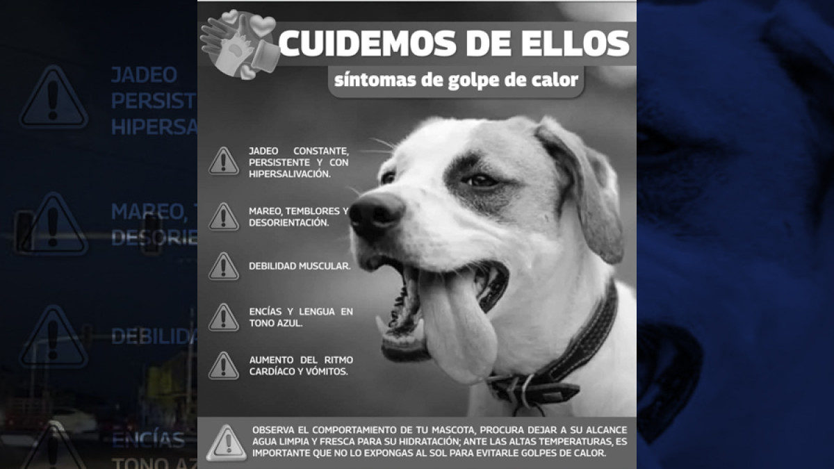 Exhortan a cuidar a mascotas del golpe de calor