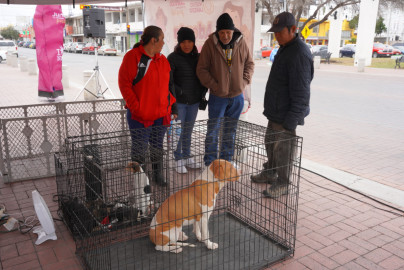 Éxito total en la Feria de Adopciones en Nuevo Laredo: Mascotas rescatadas de la calle encuentran un hogar
