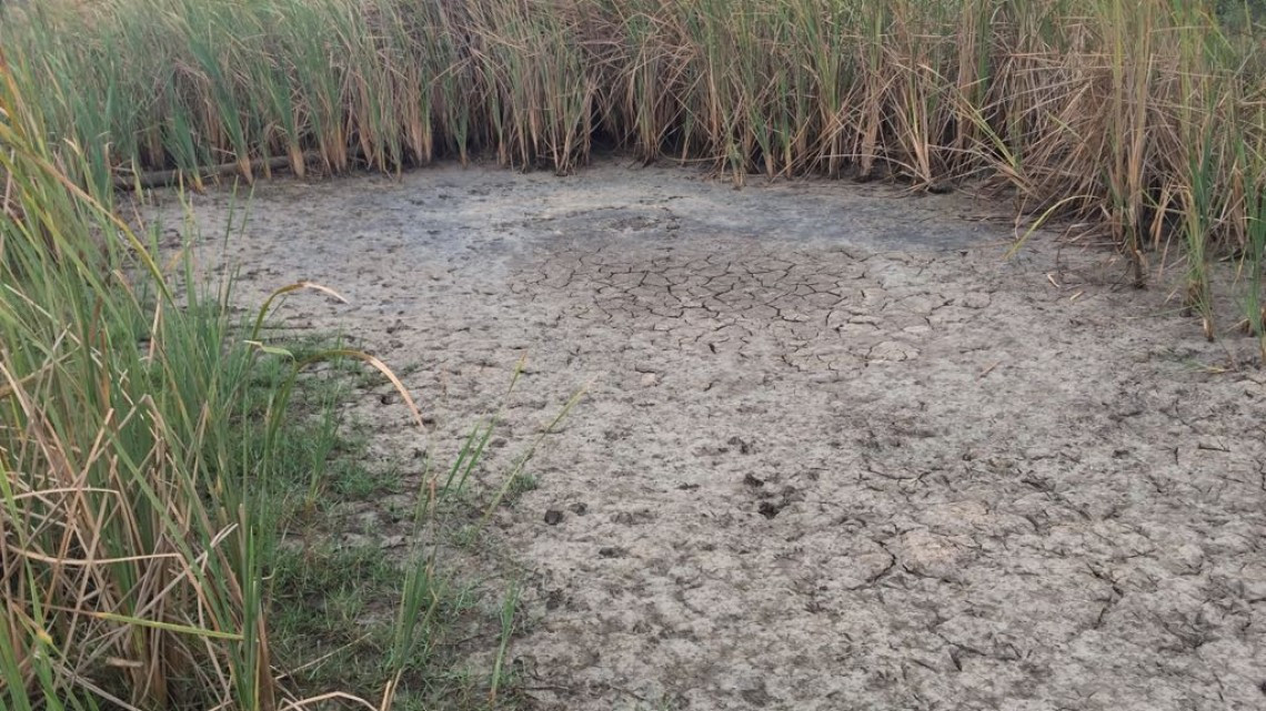 Falta de lluvia afecta al sector agrícola y ganadero del sur de Tamaulipas