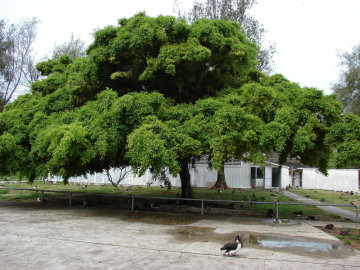 Impedirán que planten árbol ficus en Ciudad Madero