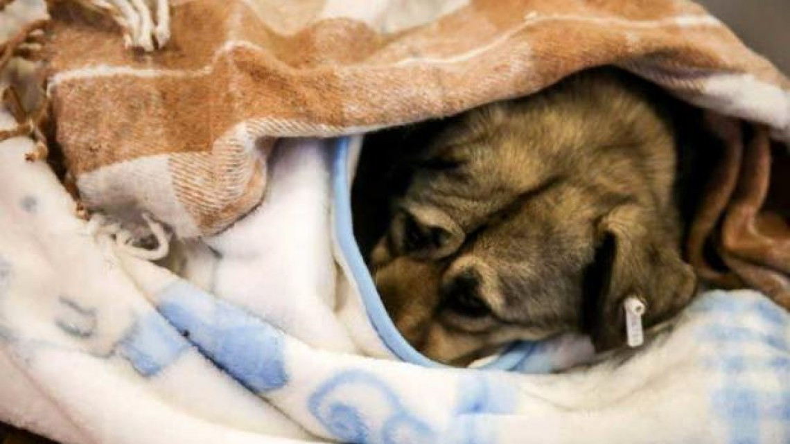 En Turquía, un centro comercial abre sus puertas a perritos callejeros por frío