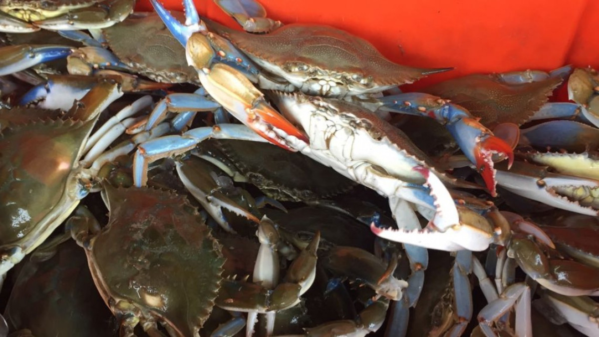 Comerciantes gestionan créditos para surtir sus negocios