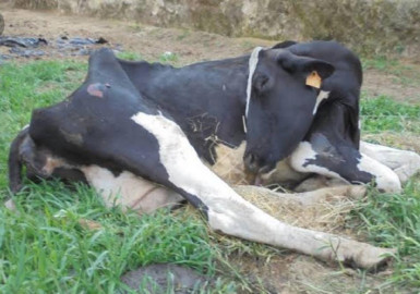 Sector ganadero afectado por la sequía