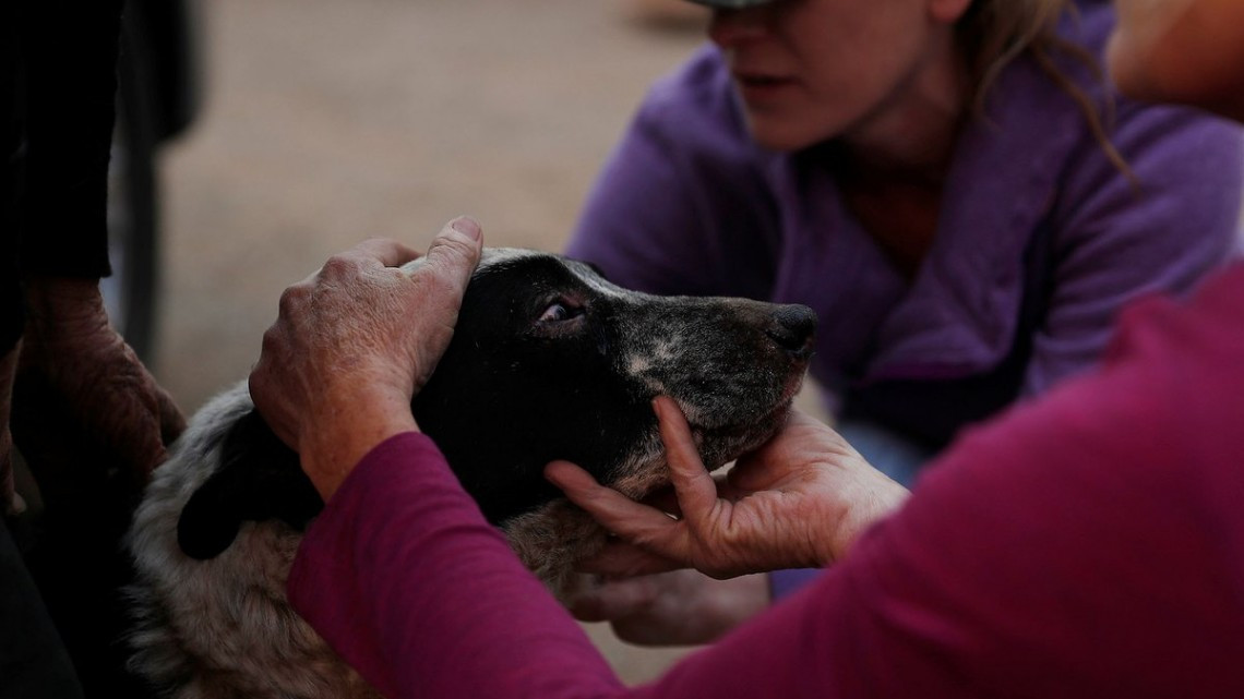 Las otras víctimas de los incendios en California