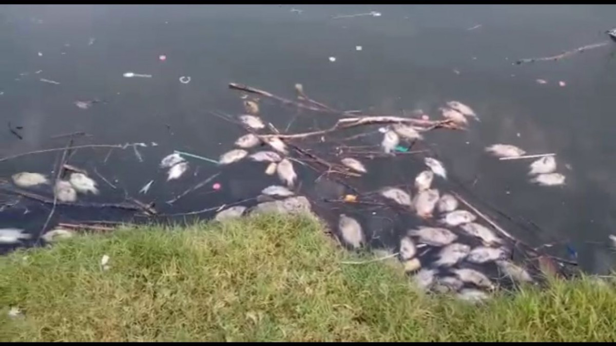 Mortandad de peces en Laguna de las Tortugas