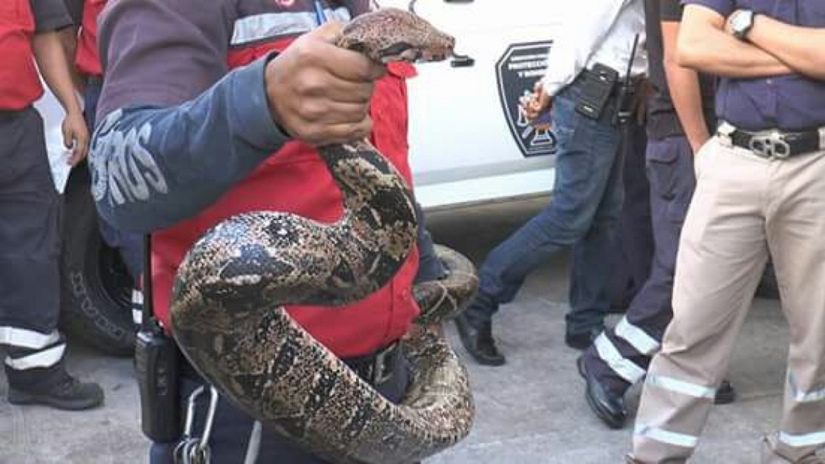 Atrapan a boa de casi tres metros de largo