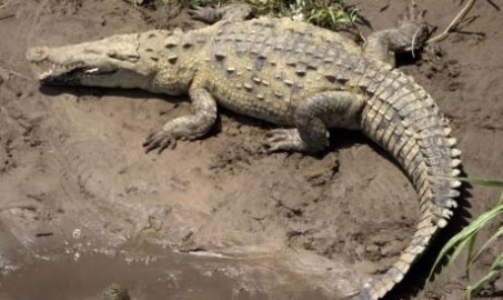 En lo que va del periodo vacacional de verano se han capturado 17 cocodrilos 