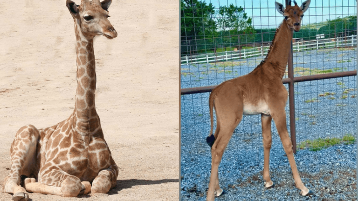  Nace jirafa sin manchas en Estados Unidos; única en el mundo