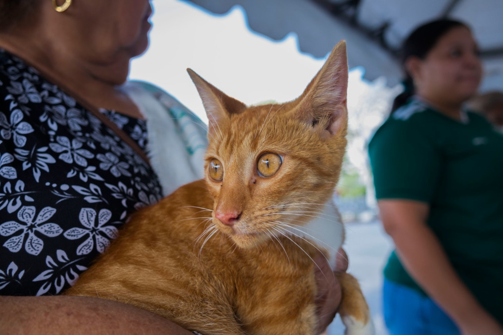 Activan autoridades estatales y municipales Semana Nacional de Vacunación Antirrábica Canina y Felina 