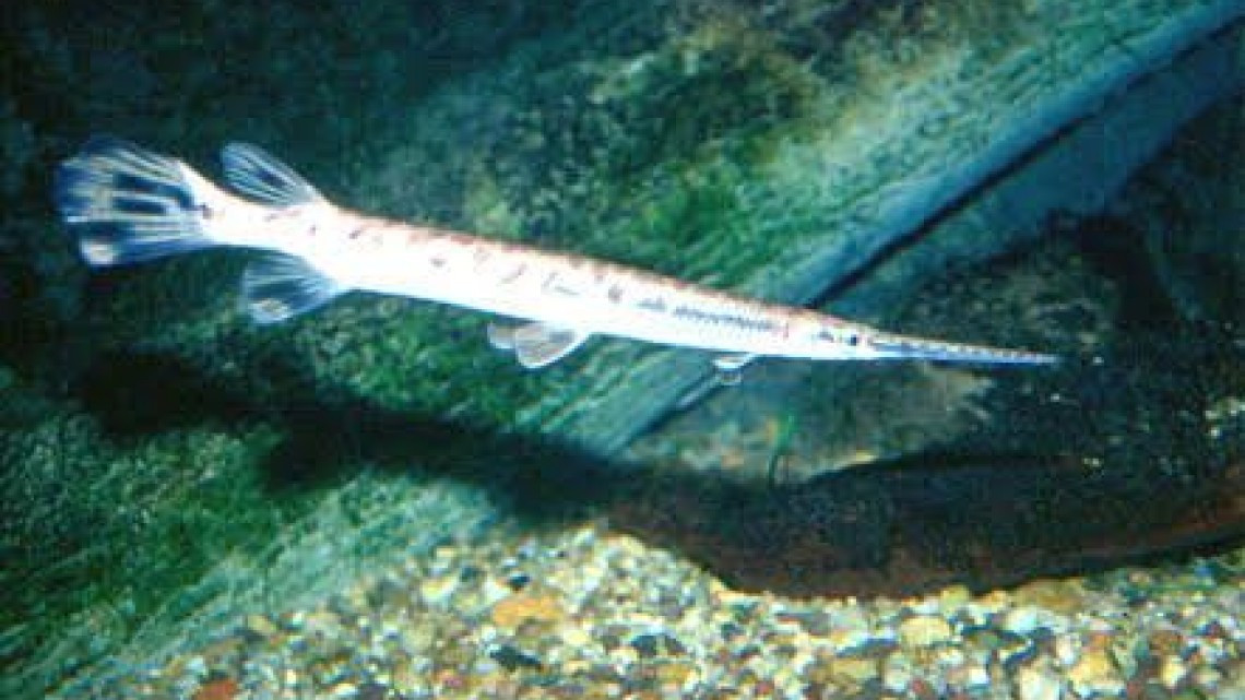 Siembran catán y tilapia en lagunas de Altamira