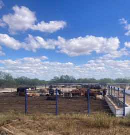 Cierre de exportación mantiene al tope la cuarentenaria